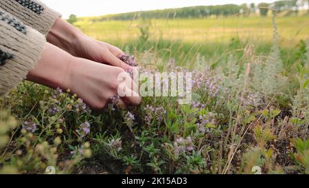 Frau nimmt frischen grünen Thymian mit violetten Blüten, die auf der Wiese wachsen. Stockfoto