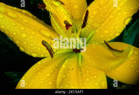 Eine blühende, mit Tau getränkte gelbe Tageslilie im Frühsommer in einem Garten mit Gartenblumen im Süden von Michigan. Stockfoto