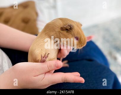 Orangefarbenes Meerschweinchen mit roten Augen in den Händen. Zucht und Pflege von Haustieren, Haustieren. Stockfoto