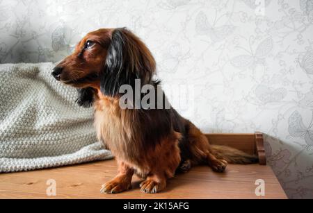 Ganzkörperportrait mit gepflegtem langhaarigen Dackel in roter und schwarzer Farbe, braunen Augen, entzückender schwarzer Nase. Stockfoto