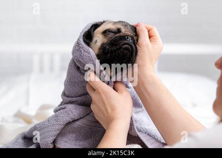 Besitzer oder Groomer wischt Pug Hund nach dem Duschen, niedlichen nassen Pug Hund sitzt nach der Dusche in grauem Handtuch auf dem Bett, Haustiere Pflege und Waschen Stockfoto