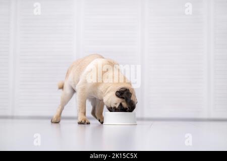 Pug Hund essen frische trockene Hundefutter Kibbles für kleine Welpen, Hundefutter zu Hause Stockfoto