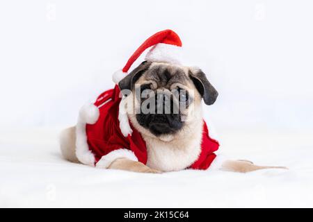 Weihnachts- und Neujahrskarte Pug Hund verkleidet als Weihnachtsmann mit lustigen Ganzkörperkostüm mit rotem Hut auf weißem Hintergrund. Stockfoto