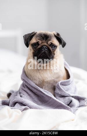 Netter, nasser Mops-Hund, der nach der Dusche in einem grauen Handtuch auf dem Bett sitzt, Haustiere putzt und wäscht Stockfoto