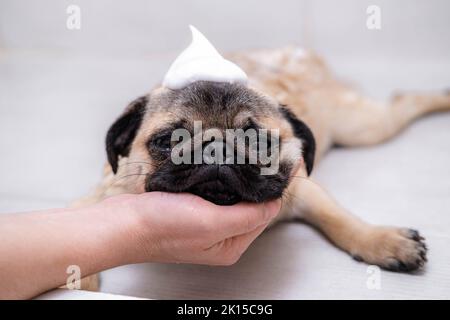 Besitzer oder Groomer waschen Pug Hund in der Dusche, Haustiere Pflege und Pflege. Stockfoto