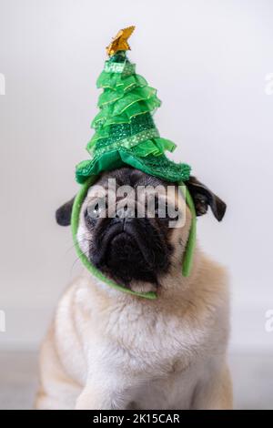 Weihnachten und Neujahr Pug Hund verkleidet in grünen Weihnachtsbaum Hut Kostüm. Stockfoto