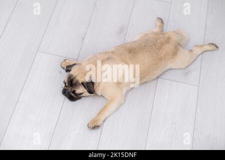 Draufsicht lustige Pose schlafender Mops Hund auf grauem Boden zu Hause, Haustiere, Ruhe, Entspannung. Stockfoto