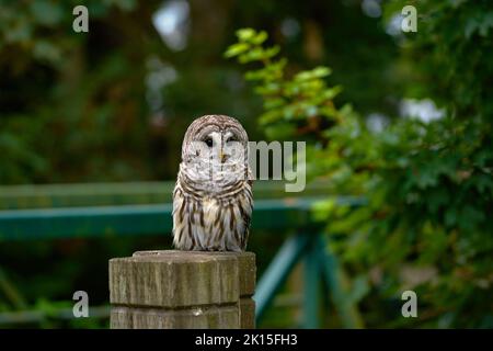 Sperlingskauz auf Zaunpfosten. Eine Sperlingseule, die auf einem Zaunpfosten ruht. Stockfoto