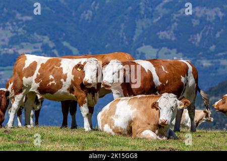 Gruppe von simmentaler Kühen, die auf Gras auf alpinen Hügeln und Wiesen liegen Stockfoto