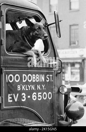 Ein Hund, der aus dem Fenster eines alten Lastwagen in Brooklyn, New York, blickt. Stockfoto