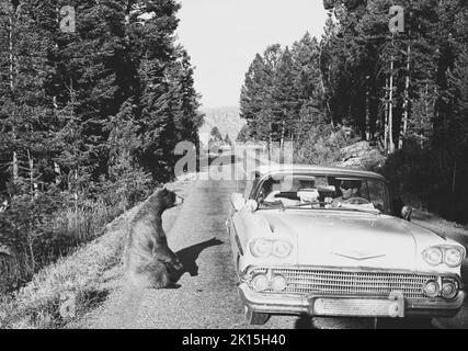 Braunbär bettelt Ende der 50er Jahre im Yellowstone National Park, Wyoming. Das Auto ist ein Chevrolet aus dem Jahr 1958. Stockfoto