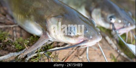 Zwei Welse mit langen Schnurrhaaren auf einem Stringer Stockfoto