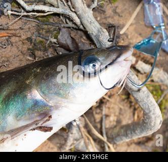 Wels frisch aus dem See hinzugefügt, um den Stringer Stockfoto