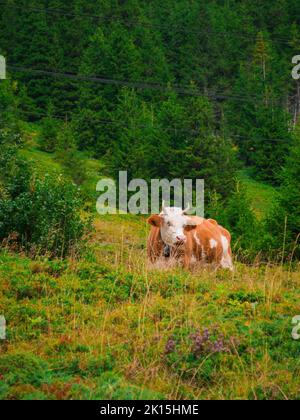 Eine gefleckte Kuh auf einer Alm. Stockfoto