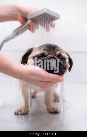 Besitzer oder Groomer waschen Pug Hund in der Dusche, Haustiere Pflege und Pflege. Stockfoto