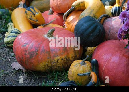 Bunte Kürbisse auf dem Boden. Herbstrückgrat. Halloween-Festival. Gemüsemarkt. Kürbisse Farm. Gartenarbeit Stockfoto