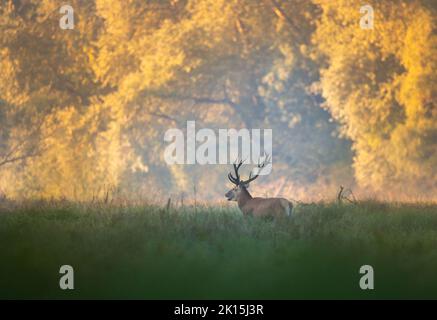 Rothirsch mit großem Geweih brüllt in der Paarungssaison auf der Wiese im Wald. Wildtiere in natürlichem Lebensraum Stockfoto