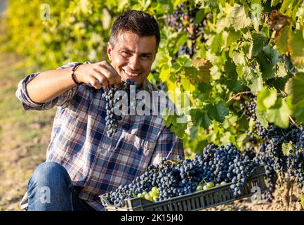 Attraktiver reifer Mann, der im Sommer im Weinberg reife Trauben erntet Stockfoto