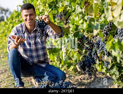 Attraktiver reifer Mann mit Tablette, der im Sommer reife Trauben im Weinberg überprüft Stockfoto
