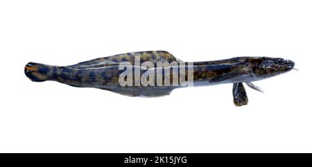 Asiatisch-europäischer Burbot (Lota lota lota) isoliert auf weißem Hintergrund, Seitenansicht. Südlicher Teil des Ladoga-Sees, Mündung des Flusses Svir, Russland Stockfoto