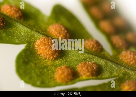 Farn-sporophyte Blätter (wahrscheinlich Bracken (Pteris aquilina)); Sporen und Sporangia - lineare Fruchtpunkte (Sori, Sorus). Ultramakro Stockfoto