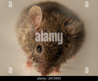 Schweizer (Haus-)Mäuse (Mus musculus) begleiten ständig den Menschen (Synanthropen) und Parasiten: Getreide in Lagerhäusern, Produkten essen. Es ist nicht möglich Stockfoto