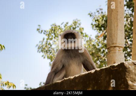 Aus dem Leben der Langur-Affen (Schwarzschenkeldouc (Semnopithecus hypoleucos)). Porträt des Mannes Stockfoto