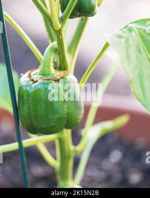 Eingetopfte rote Paprikapflanze, Paprika annuum, wächst und ist noch grün. Beispiel für Container-Gartenarbeit. Summer, Wichita, Kansas, USA. Stockfoto