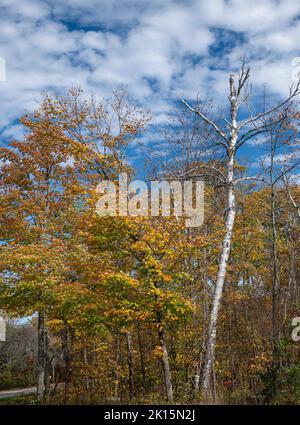 Ein Straßenstand von meist Ahorn und Birke stehen im Herbst gegen eine geschwollene Wolke und blauen Himmel, Door County, Wisconsin Stockfoto