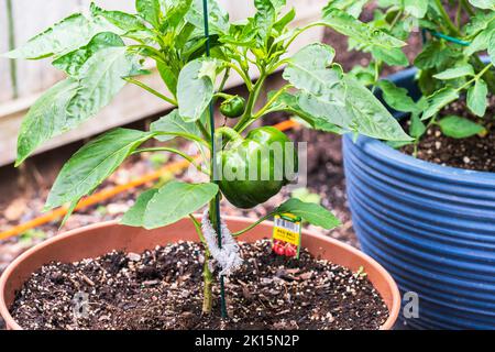 Container Gartenarbeit mit eingetopften roten Paprika Pflanze, Paprika annuum, neben einer Tomatenpflanze wächst und immer noch grün. Summer, Wichita, Kansas, USA. Stockfoto