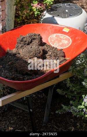 Rote Schubkarre mit einer Ladung alter Blumenerde im Inneren, geparkt in einem Blumengarten. USA. Stockfoto