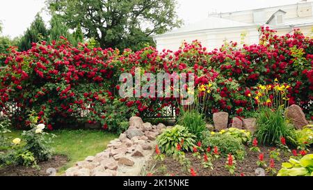 Rote Rosen in einem Garten, eine breite Aufnahme von schönen Blumen. Stockfoto