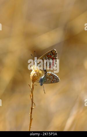 Zwei gewöhnliche blaue Schmetterlinge (Polyommatus icarus) paaren sich auf einem Blütenkernkopf Stockfoto