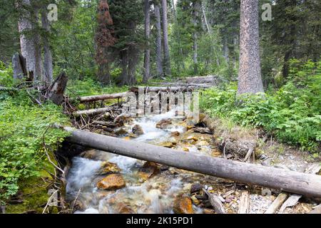 Der Bach, der vom Open Canyon durch den Wald fließt, der den Valley Trail sät. Grand Teton National Park, Wyoming Stockfoto