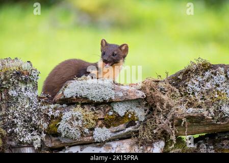 Marder (Martes martes) auf der Suche nach Nahrung an einer trockenen Steinmauer. Stockfoto