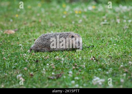 Gewöhnlicher oder westlicher Igel (Erinaceus europaeus), der sich am frühen Abend über eine Gartenrase bewegt Stockfoto