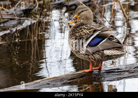 Eine weibliche Stockente, die auf einem Baumstamm in einem Teich thront Stockfoto