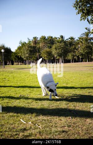 Eine vertikale Aufnahme eines weißen Schweizer Schäferhundes, gemischt mit einem englischen Zeiger, der auf einem grünen Gras läuft Stockfoto