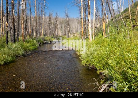 Der Glade Creek fließt durch verbrannte Bäume aus dem Berry Fire von 2016. John D. Rockefeller Jr. Memorial Parkway, Wyoming Stockfoto