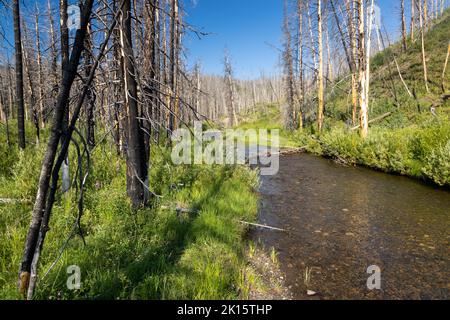 Verbrannte Bäume vom Beerenfeuer von 2016 am Glade Creek. John D. Rockefeller Jr. Memorial Parkway, Wyoming Stockfoto