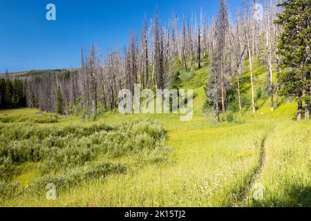 Der Glade Creek Trail schlängelt sich durch eine Wiese unter verbrannten Bäumen aus dem Berry Fire von 2016. John D. Rockefeller Jr. Memorial Parkway, Wyoming Stockfoto