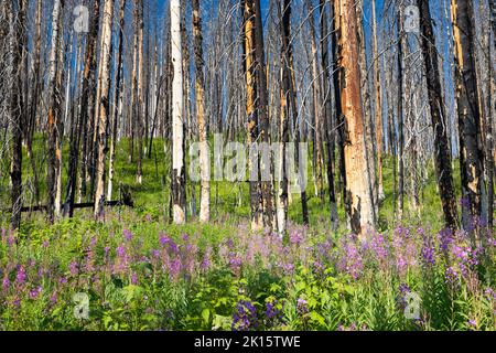 Verbrannte Bäume aus dem Berry Fire von 2016, die sich über den Wildblumen des Fireweed entlang des Glade Creek Trail erheben. Grand Teton National Park, Wyoming Stockfoto