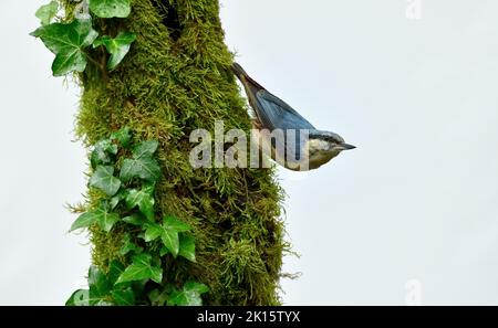 Wilder sitta europaea-Vogel, der kopfüber auf einem moosigen Baumstamm gegen den grauen Himmel hängt Stockfoto