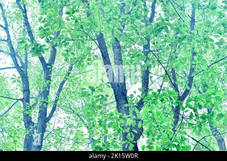 Von unten hohe Eichen mit frischen grünen Blättern, die an sonnigen Tagen im Wald wachsen Stockfoto