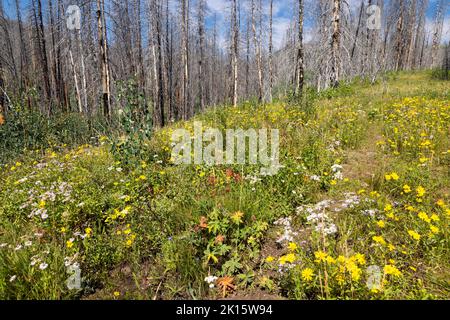 Eine Vielzahl von Wildblumen, die unter verbrannten Bäumen aus dem Berry Fire von 2016 blühen. Grand Teton National Park, Wyoming Stockfoto