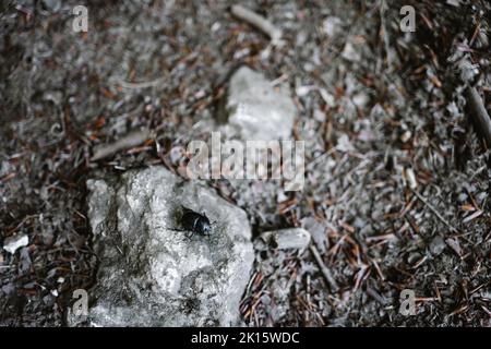 Von oben schwarzer Erde langweiliger Mistkäfer, der auf rauem Felsen im Wald kriecht Stockfoto