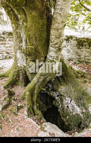 Alter Baum mit moosigem Stamm und Wurzeln, der am Sommertag im Park in der Nähe eines Lochs im Boden wächst Stockfoto