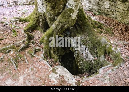 Alter Baum mit moosigem Stamm und Wurzeln, der am Sommertag im Park in der Nähe eines Lochs im Boden wächst Stockfoto