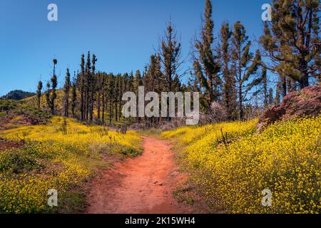 Sandige Straße zwischen Feldern mit gelb blühenden Blumen, die zu Wäldern führt, die sich an sonnigen Tagen auf Gran Canaria in bergigem Gelände befinden Stockfoto