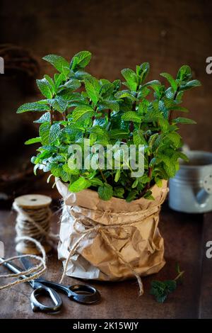 Frische Minze in einem Topf, der mit braunem Kraftpapier bedeckt und mit einem Jute-Seil auf dunklem rustikalem Holzhintergrund gebunden ist Stockfoto
